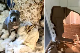 狗狗变身“拆家王者”主人误以为家中被盗图片