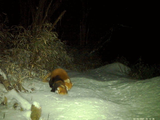可爱！红外相机记录野生小熊猫恩爱抱抱图片