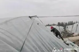 狂风“吹伤”蔬菜大棚 干群协力自救图片