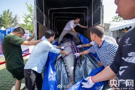 货车拉十人抬：700斤蓝鳍金枪鱼亮相海口图片