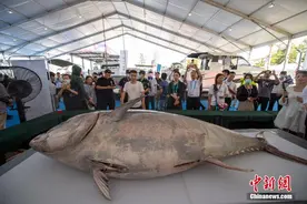 700斤蓝鳍金枪鱼上演“开鱼秀”图片
