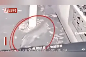 杭州小区监控拍到1只出逃金钱豹，院内溜达引家犬狂叫！画面曝光图片