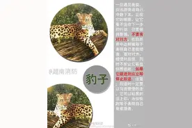 别慌！遇到猛兽记住这几点图片