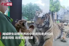 老虎母女在母亲节见面 画面温馨有爱