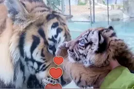 小老虎母亲节跑动物园看望妈妈 网友：孩子都是妈妈的心头肉图片