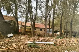 大树遮荫两家生隙 诸城法律援助这样做图片