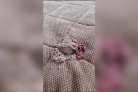 女子休假回家发现老鼠在床上筑巢 一窝粉嫩小老鼠卷缩在一起图片