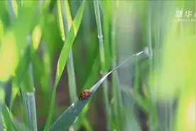 山东高青：风吹麦浪 生机勃勃视频封面
