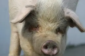 图忆｜汶川地震十三周年：回忆未曾忘却，“猪”依然“坚强”图片