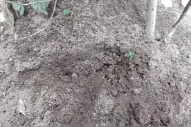 「深度」危险的红火蚁没有天敌图片