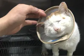 宜宾两女生疑在厕所持修眉刀虐猫惹众怒背后《反虐待动物法》立法之路还有多远？图片