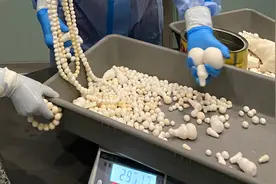 “砗磲”不能随便带