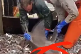 船员不小心捕到鲨鱼，本想直接放生，没想到鲨鱼却开始大口干饭图片