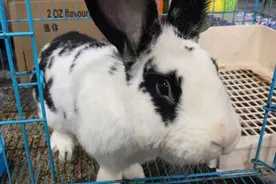 凌晨，杭州外卖小哥顺走熊猫兔！理由：我属兔……图片