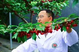 安逸！成都平原也能种出车厘子了视频封面