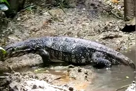 “五爪金龙”现身云南普洱糯扎渡自然保护区图片