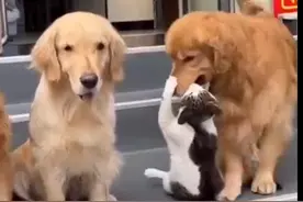 画面太有爱！家里狗子“收养”了只流浪猫，还宠到不行图片