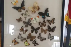 我们的节日·口述民俗｜五月蝴蝶纷飞，用蝴蝶翅膀作画可表达爱情和友谊图片