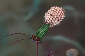 科学家发现新的病毒群体正攻击我们内脏中的细菌图片