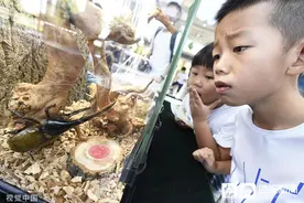 电商公然出售“另类宠物”，多为外来物种 红火蚁的教训还没吸取吗？图片