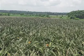 徐闻菠萝火了之后图片