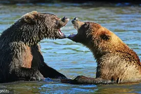 为了美食也是拼了！俄罗斯棕熊为争夺鲑鱼激烈搏斗图片