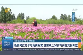 济南章丘30亩芍药花竞相开放，美不胜收醉游人，随手一拍就是美景