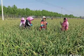 蒜薹之乡平度6万亩蒜薹获丰收，每天百吨销往全国各地图片