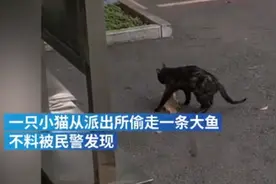 猫咪从派出所偷鱼被民警“教育”，网友调侃：这是顶风作案啊图片