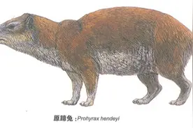 象类的演化故事图片