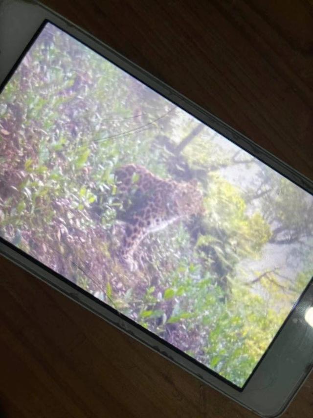 “逃”出动物园一个月：三只金钱豹的冒险之旅