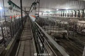 养猪场招人，研究生年薪18万起图片