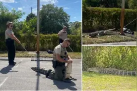 佛罗里达州一只身长1.8米的“暴怒”鳄鱼在停车场追逐行人图片