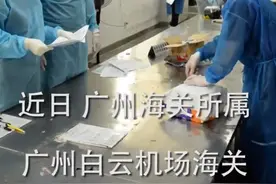 广州查获50只巨人恐蚁，喷酸可致人化学灼伤！网友：居心叵测啊图片