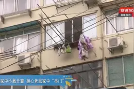 吓人！一居民家中竟养了100多只老鼠还成群结队出没，邻居崩溃了图片