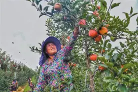 看，千阳苹果如何逆袭图片