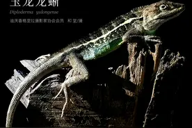 「云南生物多样性数字化百科图谱」玉龙龙蜥：认识一个物种需要多久？我的答案是不止103年图片