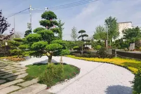 这种“摇钱树”换个“发型”身价能翻十倍，崇明这个村85%的村民都在种图片