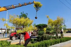 乡村振兴莱州朱桥服务队：300余株景观树“安家落户”图片