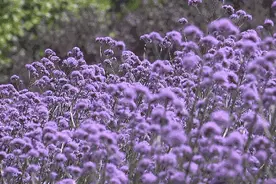全上海最大的薰衣草花海在这里！一秒坠入紫色海洋图片