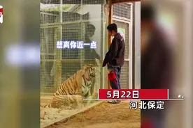 饲养员离职两年回动物园看望老虎，猛兽秒变热情活泼“小白兔”图片