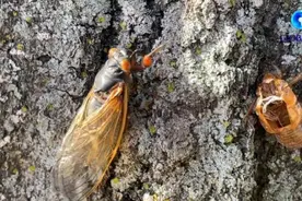 地下蛰伏17年，美国今夏迎来亿万只蝉