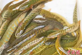 阳光斑：广东侨乡台山人烹汤的“水中小霸王”图片