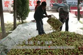 山西夏县 喜摘“杏”福果