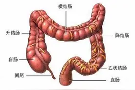 结直肠癌防控这一篇就够了——8大高危因素、9类高危人群、10个警戒信号、4种筛查手段、6个预防建议图片