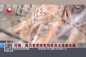 河南：两只老虎咬死饲养员出逃被击毙视频封面