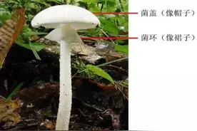 警惕，有毒！陕西疾控紧急提醒图片