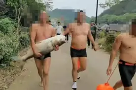 太危险了！水库泄洪，浙江三男子竟下河徒手抓了一条几十斤重的大头鱼图片