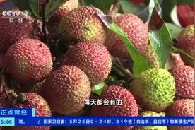 荔枝大丰收！批发价格坐“滑梯”低至两三元一斤图片