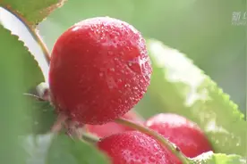 河北永清汪家营村：小樱桃成为农民增收“致富果”视频封面